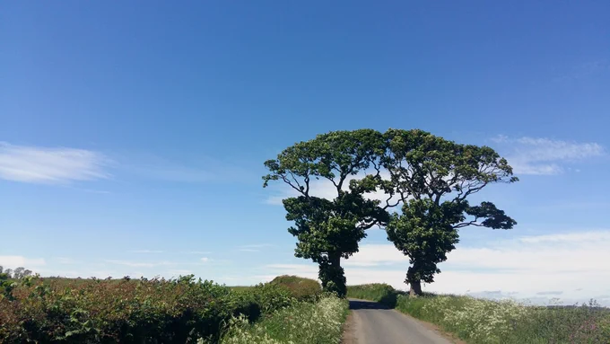 Kissing trees either side of a rural road