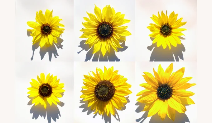 A few sunflower inflorescences - as a person would see them