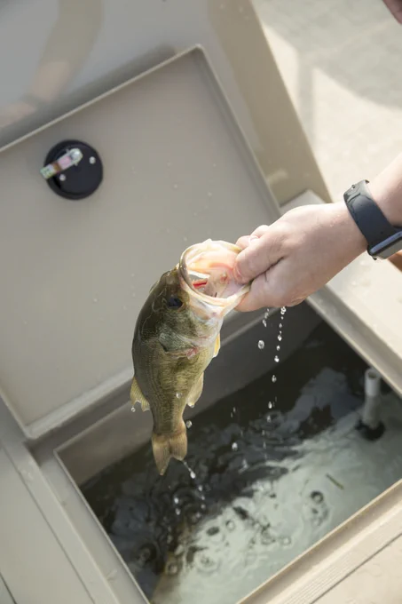 hand holding a fish by the mouth