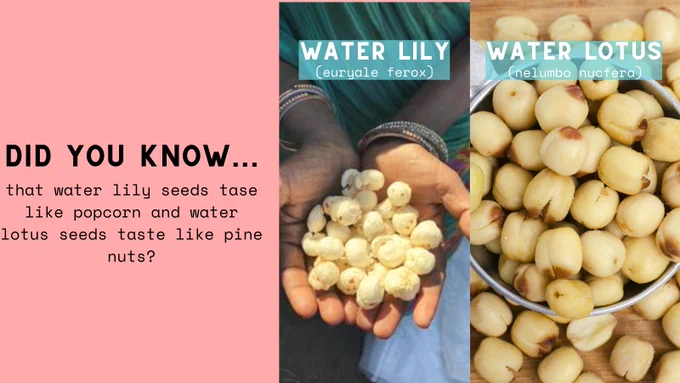 popped water lily seeds in someone's hands, euryale ferox; roasted water lotus seeds, nelumbo nucfera