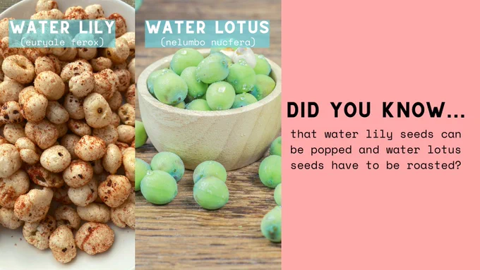 popped water lily seeds, euryale ferox; roasted water lotus seeds, nelumbo nucfera