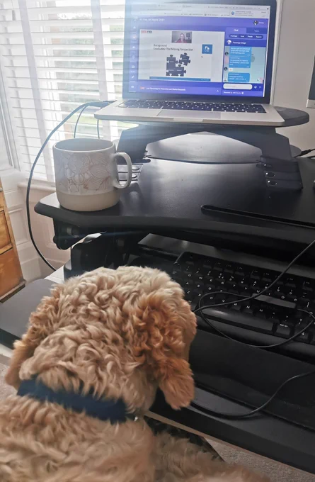 Cavapoo dog sat on lap watching All Day All Night conference platform on a Macbook with a cup of tea. White shutter blinds in the background