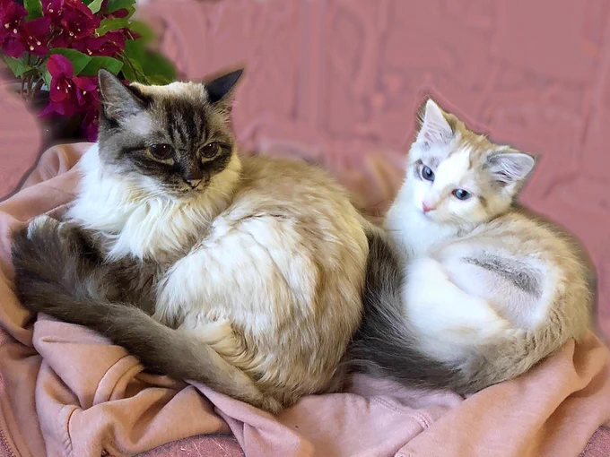 Pamcake is lying on a pink jacket…and next to her is Mochi, a kitten with similar colouring. They are sisters. Mochi is her new sister. The background is pink. They are curled up together. Pam looks a bit concerned but is handling it well. Oh my goodness.