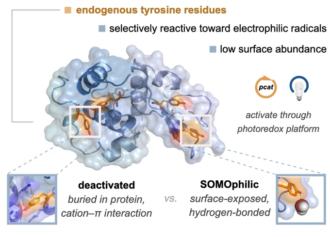 Schematic showing endogenous tyrosine residues, published in the journal Nature Chemistry today. 