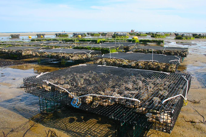 oyster farm, shellfish, fis