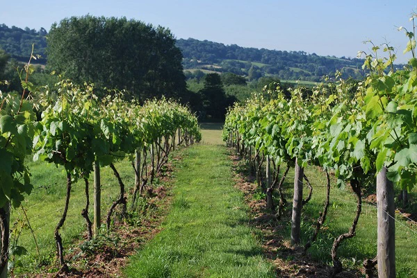 Frome Valley Vineyard Tour
