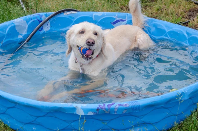 Light-colored dog in a blue swimming pool with a ball in his mouth 