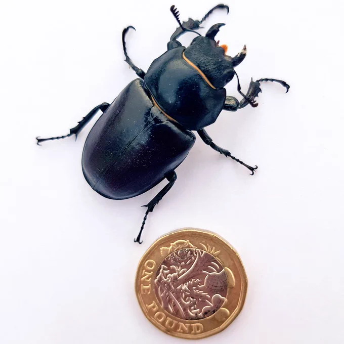 Female stag beetle