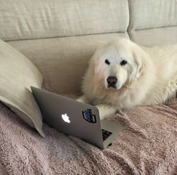 Reggie just messaged the PetSmart Director of #CRE. 
