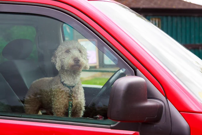 Dog in car looking out the window