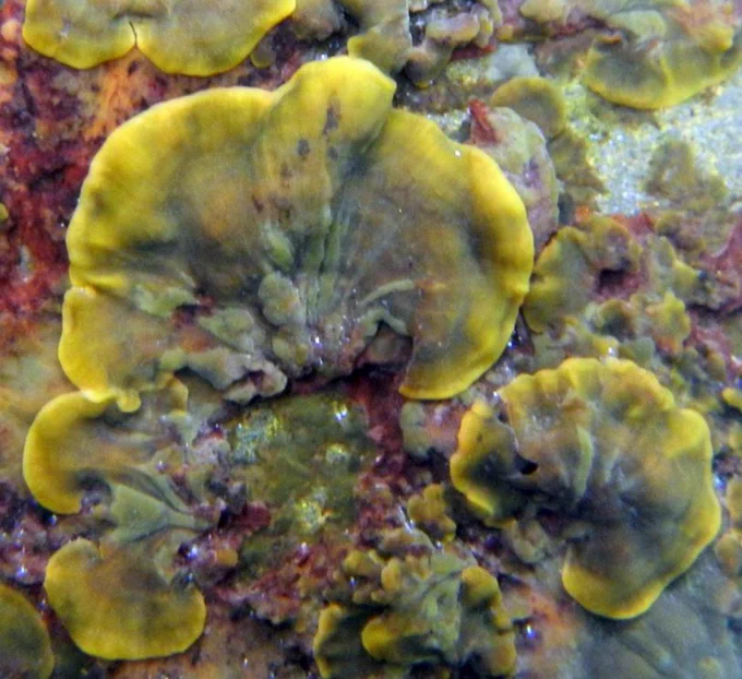 Antony Otinga Oteng'o 
"Neoralfsia expansa"
Neoralfsia expansa (Ralfsiales) is one of the crustose brown algae that thrives in the intertidal marine habitats of Jeju Island, Republic of Korea. 