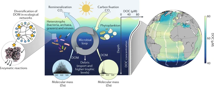 Small-scale processes drive global patterns of dissolved organic matter, showing the marine microbial loop and how a fraction of DOM escapes it. From Dittmar et al. 2021.