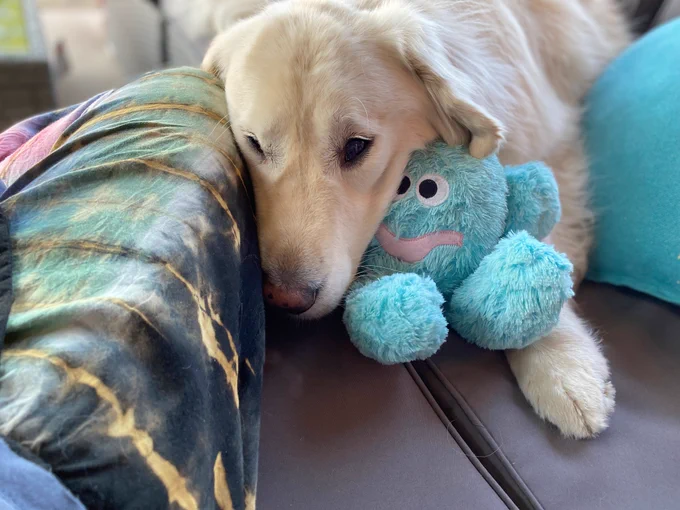 A white fluffy Golden retriever dog is laying relaxed with his head on a stuffed blue octopus toy next to the crossed leg of a human. 