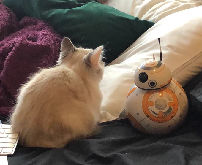 Mochi is facing away from the camera, loafing on black bedsheets and looking absolutely minuscule. Next to her is a toy BB-8, almost the same size as her. There is a white pillow, a green cushion, and a dark purple-red blanket next to Mochi. “Beep,” she says (they are communicating).