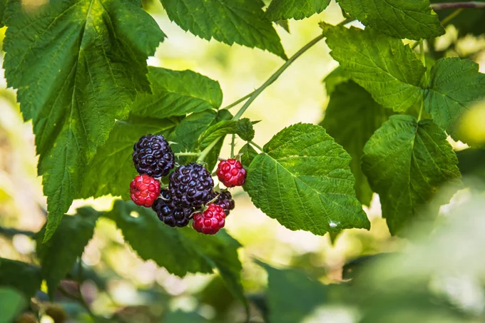 Summer raspberries on the vine