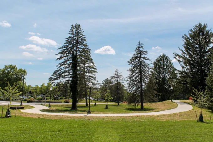 Pathway through green grass lined by trees