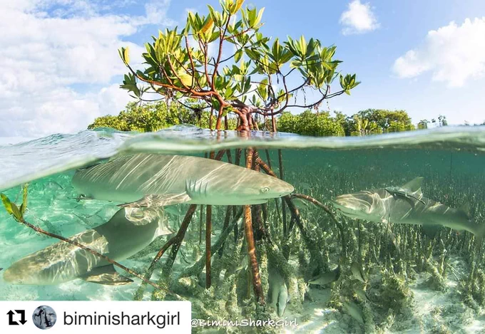 IMAGE: Lemon sharks swimming around the tall roots of a dwarf mangrove tree.
