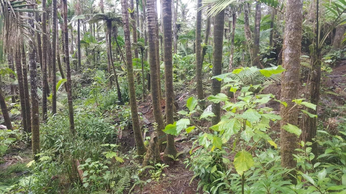 Luquillo Experimental Forest