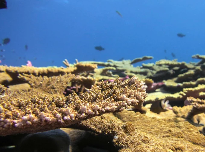 close up of a table coral with reef swimming in the background