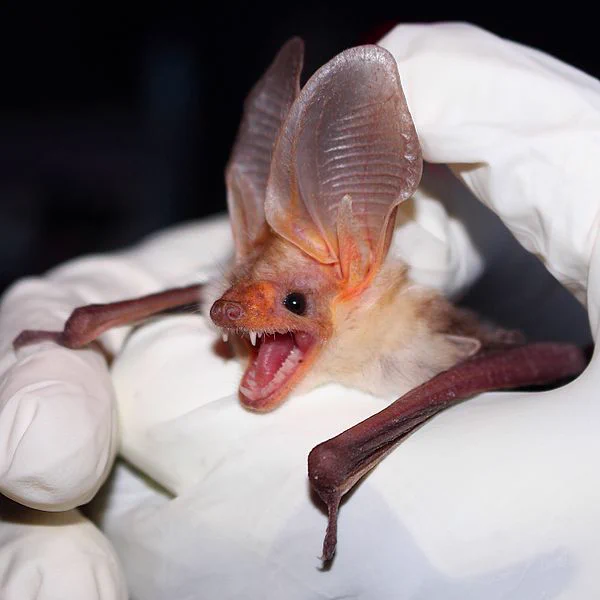 A gloved scientist holds a large-eared, snarling bat up to the camera. He has fangs.