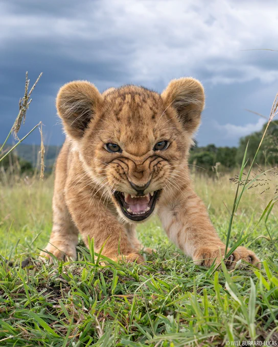 When you find a BeetleCam lurking in the long grass it is *very important* you act your toughest