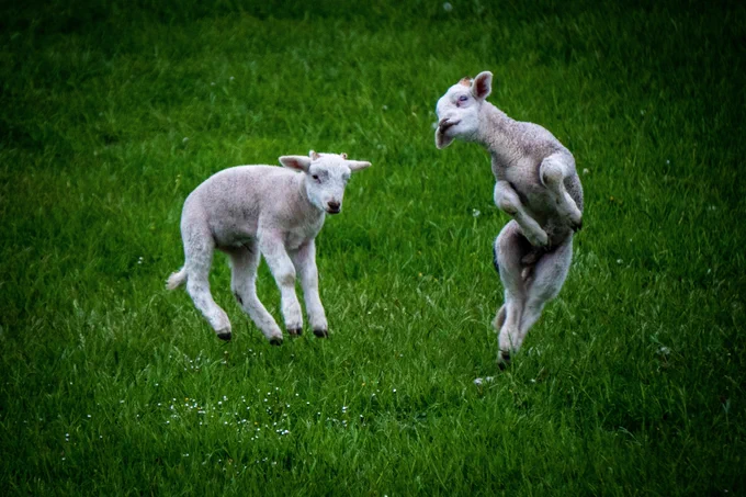 Image of two lambs bounding in a green field, photo courtesy of Liam Read on @unsplash