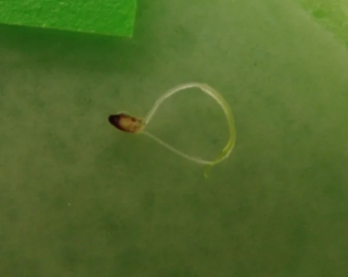 germinated Zostera muelleri seagrass seed