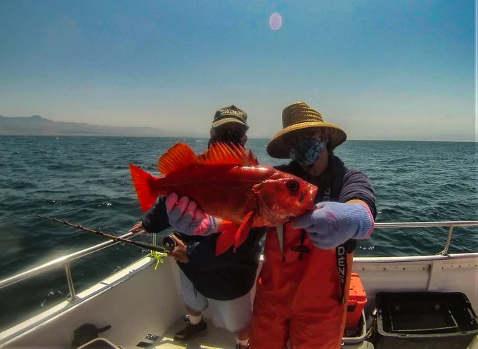 Vermilion rockfish held by Cal Poly CCFRP science crew with volunteer angler. 
