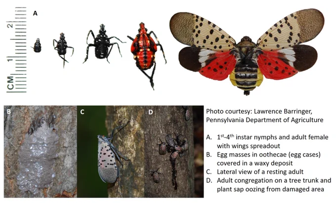 life stages of spottted lanternfly