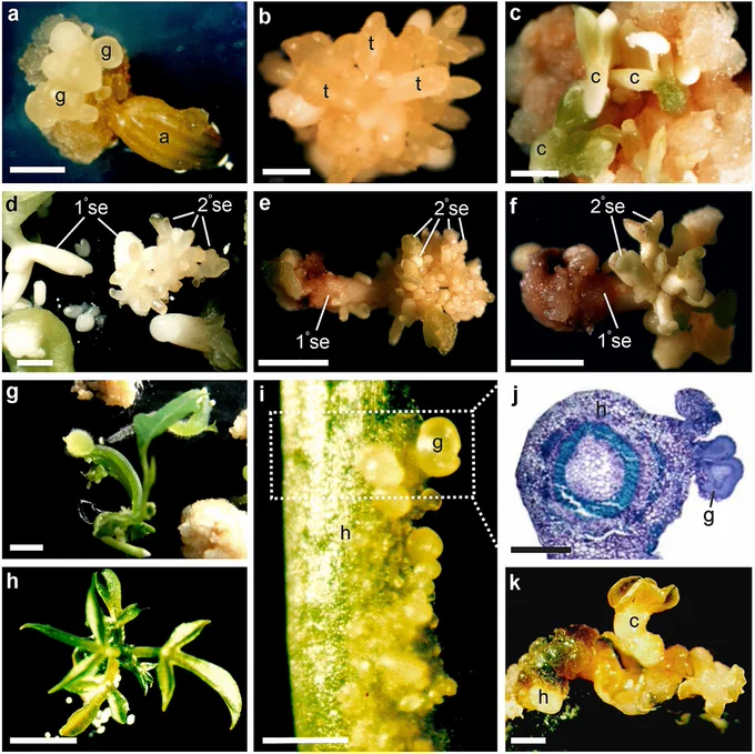 Primary and secondary somatic embryogenesis of Passiflora cincinnata anthers https://doi.org/10.1007/s11240-021-02083-6