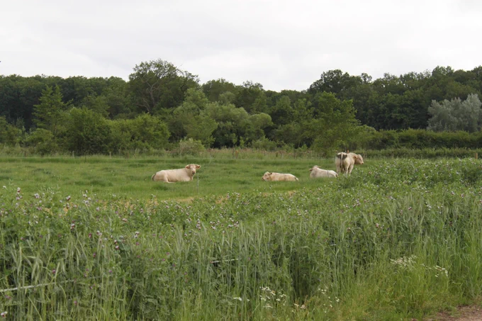 https://grandest.chambre-agriculture.fr/actualites/detail-de-lactualite/actualites/un-modele-agroforestier-du-grand-est-a-lhonneur/