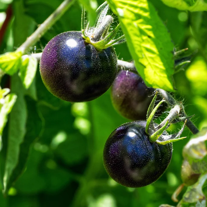A photo of tomatoes which are dark purple and black in color.