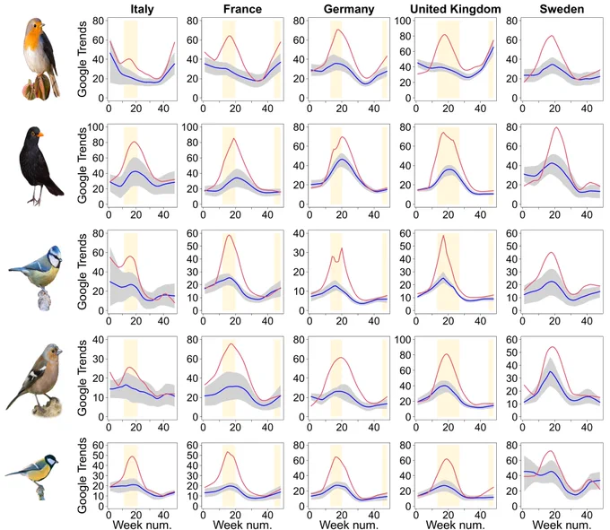 Time-series of relative search volume in Google Trends entries for the first 48 weeks of the year for (from top to bottom) European robin, common blackbird, Eurasian blue tit, common chaffinch, and great tit,
 in Italy, France, Germany, the UK, and Sweden. Blue lines display means for the years 2016–2019, and red lines are the equivalent values for 2020. Time-series were fitted with LOESS smoothing. Gray ranges represent confidence intervals, and yellow vertical blocks represent lockdown periods for each country.