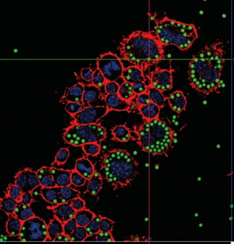 Actin filaments were stained with rhodamine-phalloidin (red), nuclei were stained with DAPI (blue); FITC-fluorescent MPP are shown in green. Polystyrene Particles (green) are here 3 micron.