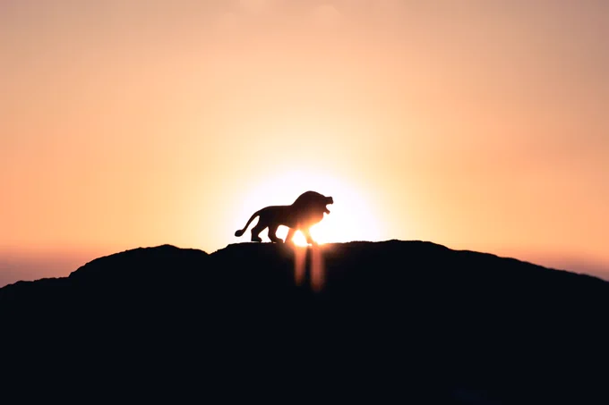 Silhouette of a male lion at sunrise on a hill with the sun behind the hill. Majestic.