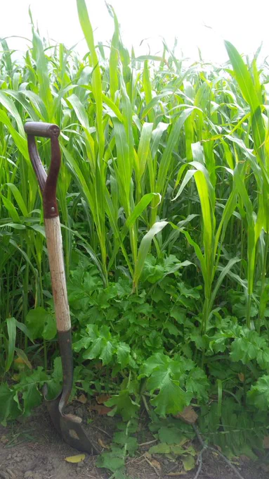 Cover crop