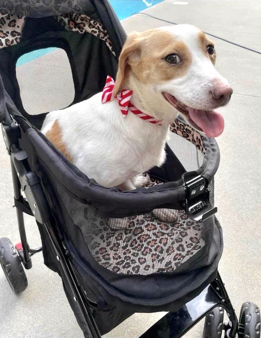 A brown and white Beagle mix (Sheldon)  sitting upright and smiling in a black baby stroller.