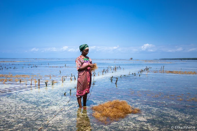 © Erika Pineros - Kenya - A local seaweed farmer works near her home in coastal Kenya