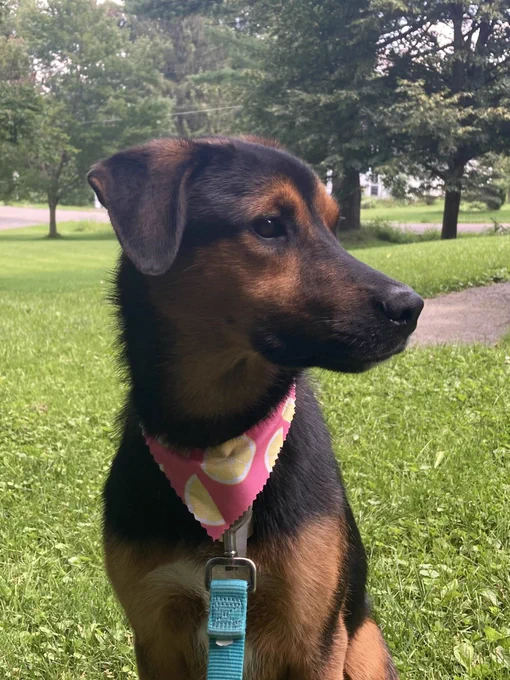 Doggo