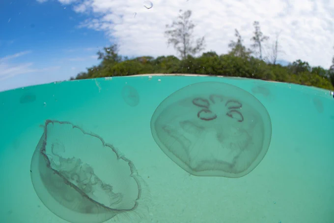 A bloom of moon jellies float on the surface of turquoise water in this split shot image. Green trees and plants can be seen at the edge of a beach in the background, with fluffy white clouds partially covering a blue sky.