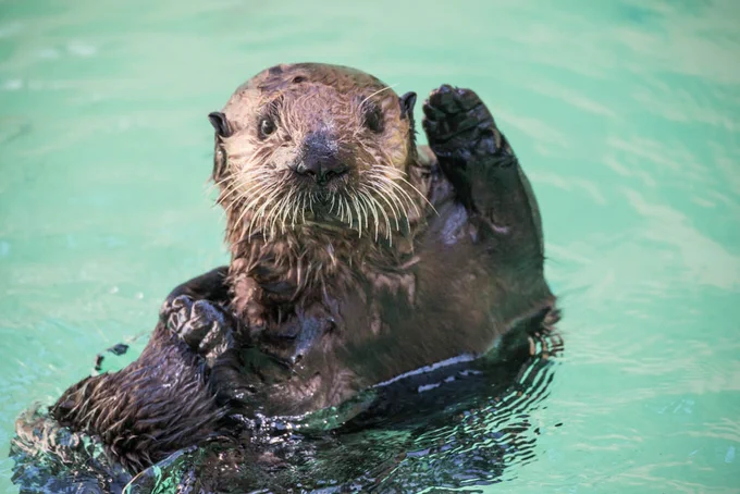 Sea otter Juno lifts up her paw as if waving hello.