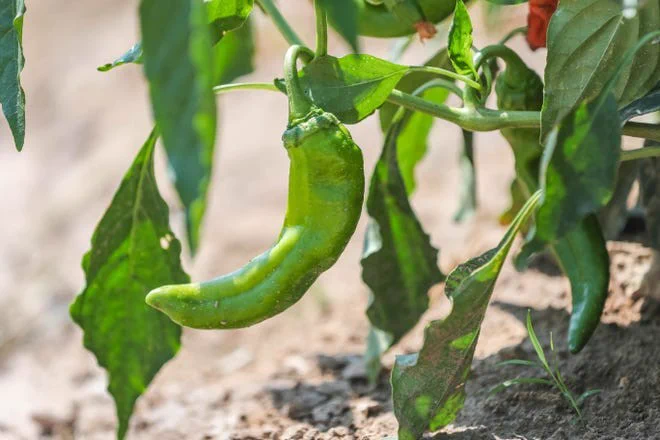 Chile Labor Incentive Program
