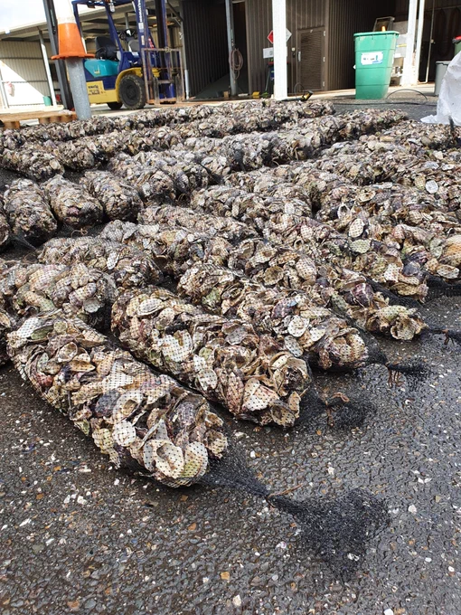 Multiple mesh bags contained cleaned shell material ready for delivery to the oyster hatchery