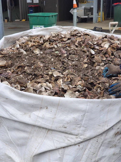 Bulk shell waste from oyster fisheries before being cleaned