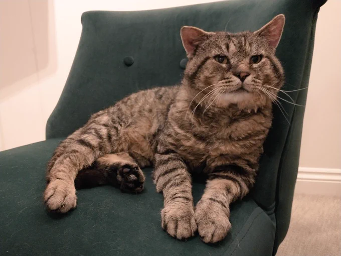 Billy boy on a comfy chair, naturally 😁