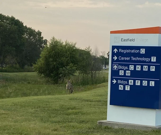 Coyote at Eastfield
