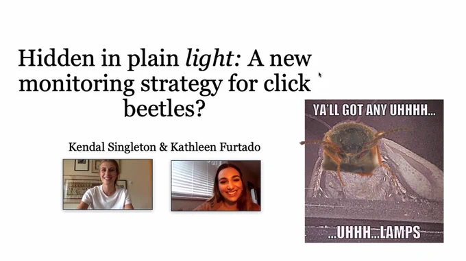 Title Slide: Hidden in plain light: A new monitoring strategy for click beetles? Kendal Singleton & Kathleen Furtado

Meme Photo: Click Beetle pasted over a moth with text "Ya'll got any uhhhh... ...Uhh...Lamps?