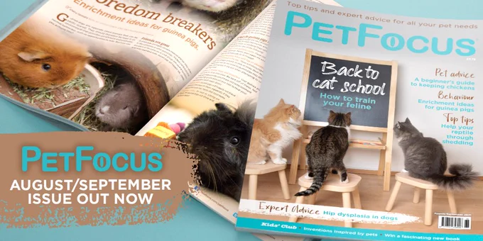 PetFocus cover image. Three cats looking at a blackboard saying 'back to cat school'