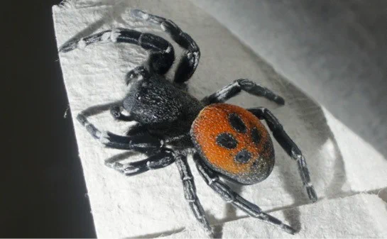 Male Eresus walckenaeri with characteristic ladybird-like coloration of its abdomen.