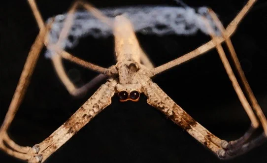 Deinopis subrufa hanging upside down and holding a capture web in its legs.